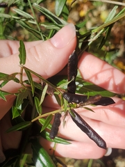 Genista tinctoria