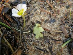 Ranunculus peltatus