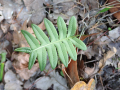 Polypodium glycyrrhiza