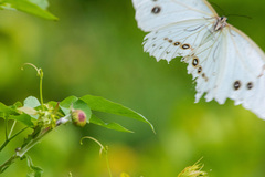 Morpho polyphemus polyphemus