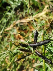 Genista tinctoria
