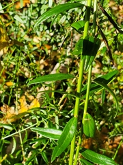 Genista tinctoria