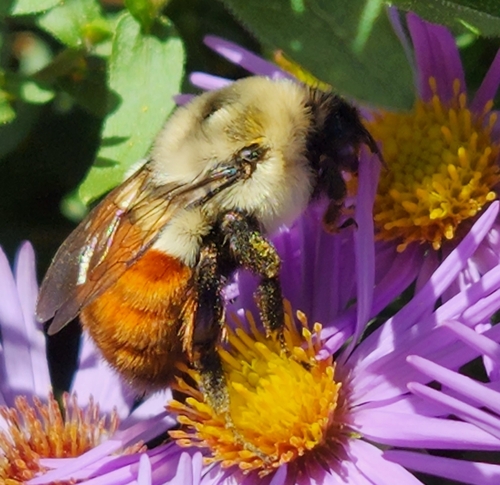 Common Eastern Bumble Bee photographed in Pennsylvania