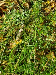 Genista tinctoria