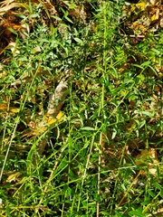 Genista tinctoria