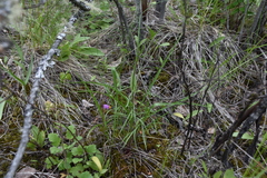 Crepis atribarba