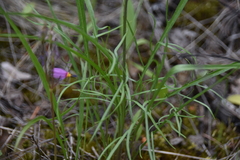 Crepis atribarba