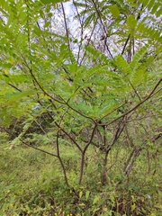 Alvaradoa amorphoides