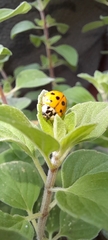 Harmonia axyridis