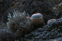 Mammillaria scrippsiana