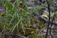 Crepis atribarba