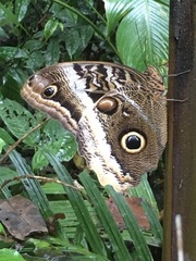 Caligo atreus