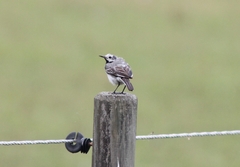 Motacilla alba alba