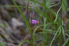 Primula pauciflora