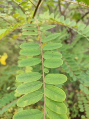 Alvaradoa amorphoides