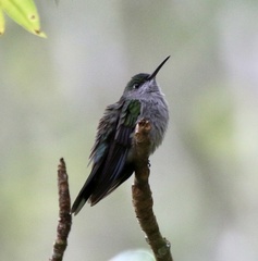 Campylopterus largipennis