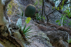 Ferocactus histrix
