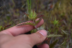 Dracocephalum parviflorum