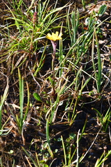 Tephroseris integrifolia atropurpurea