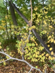 Hamamelis