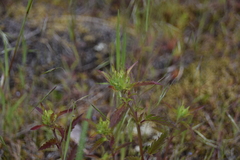 Dracocephalum parviflorum