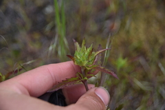Dracocephalum parviflorum