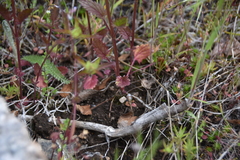 Dracocephalum parviflorum