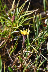 Tephroseris integrifolia atropurpurea