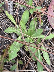 Carphephorus paniculatus