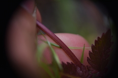 Dracocephalum parviflorum