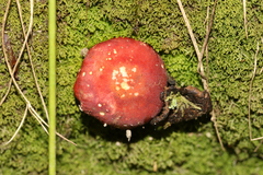 Russula persanguinea