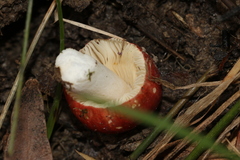 Russula persanguinea