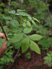 Rosa gymnocarpa