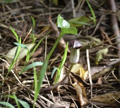 Arisarum simorrhinum