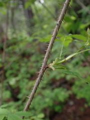 Rosa gymnocarpa