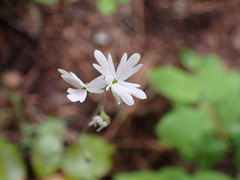 Lithophragma parviflorum