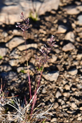 Poa glauca