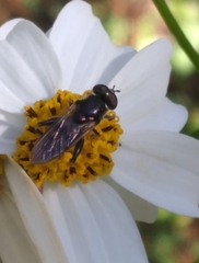 Chalcosyrphus metallicus