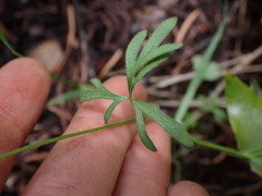 Lithophragma parviflorum