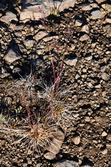 Poa glauca