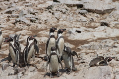 Spheniscus humboldti