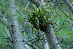 Tillandsia