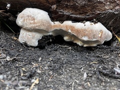 Spongiporus leucospongia