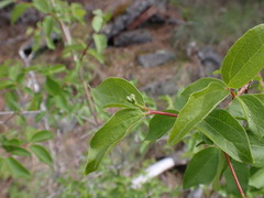 Philadelphus lewisii