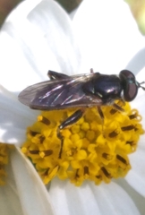 Chalcosyrphus metallicus
