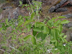 Philadelphus lewisii