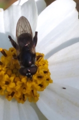 Chalcosyrphus metallicus