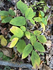 Hylodesmum