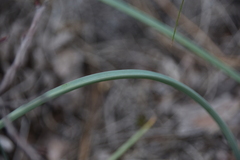 Calochortus macrocarpus macrocarpus