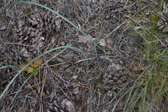 Calochortus macrocarpus macrocarpus